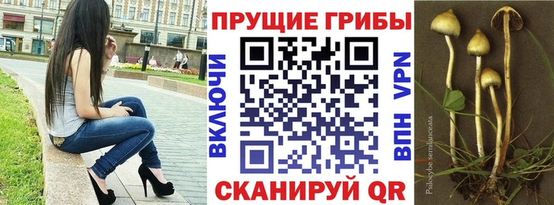 Псилоцибиновые грибы мицелий  Купить закладки  Вольск 